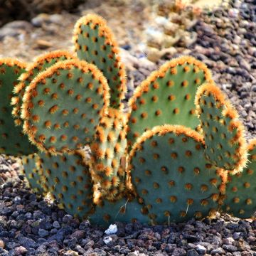 Opuntia aciculata - Prickly pear cactus