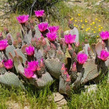 Opuntia basilaris - Beaver tail cactus