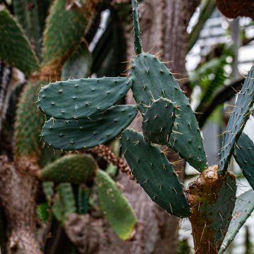 Opuntia bergeriana - Berger's prickly pear
