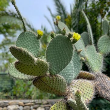 Opuntia leucotricha - Prickly pear cactus