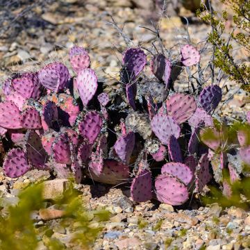 Opuntia macrocentra - Purple prickly pear