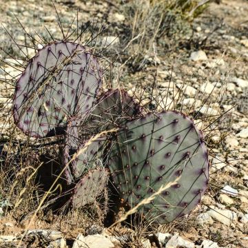 Opuntia macrocentra - Black-spined prickly pear