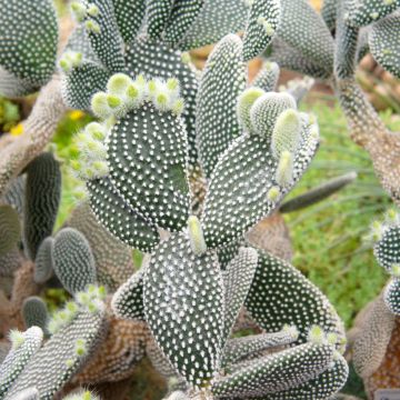 Opuntia microdasys var. albispina - White bunny ear cactus