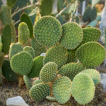 Opuntia microdasys var. pallida - Bunny eared cactus