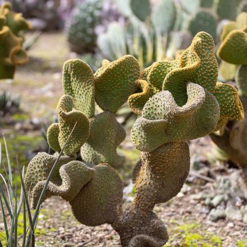 Opuntia microdasys Undulata - Prickly pear cactus