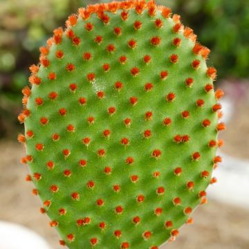 Opuntia microdasys var. rufida - Cinnamon cactus, bunny ear cactus