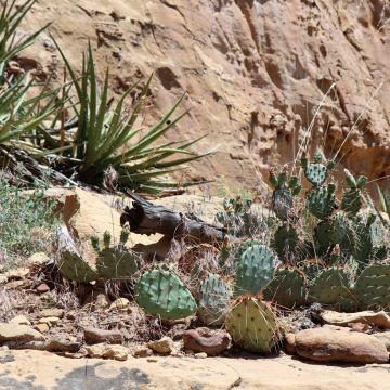 Opuntia polyacantha - Many-spined prickly pear