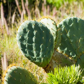 Opuntia robusta - Prickly pear