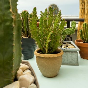 Opuntia monacantha - Prickly pear cactus