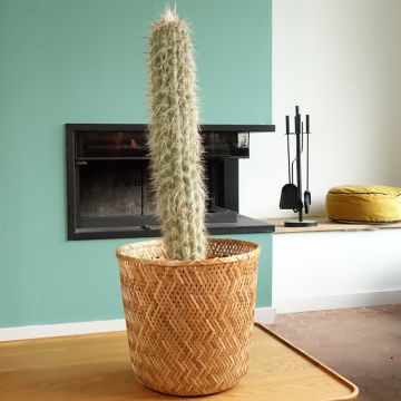 Oreocereus leucotrichus - Cactus  Oreocereus leucotrichus - Cactus