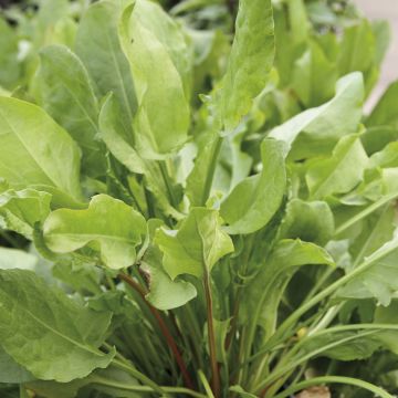 Organic Belleville Broadleaf Sorrel - Rumex acetosa