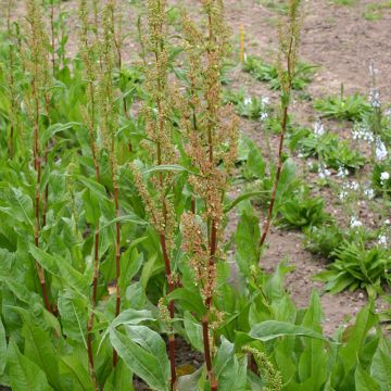 Common Sorrel - Rumex acetosa