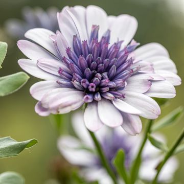 Osteospermum ecklonis 3D Steel Blue - Cape daisy