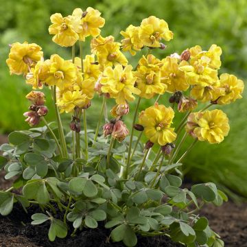 Oxalis compressa 'Double Trouble'