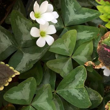 Oxalis triangularis subsp.papilionacea 'Marmer'