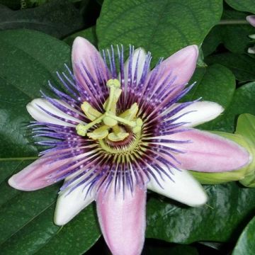 Passiflora x belotii Perfume Passion cov - Passion flower