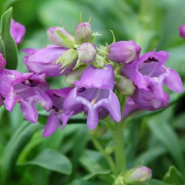 Penstemon virgatus Blue Buckle