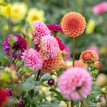 Smart Garden Pack - A great value surprise assortment of bulbs Smart Garden Pack - A great value surprise assortment of bulbs
