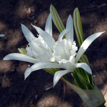 Pancratium maritimum - Sand Lily