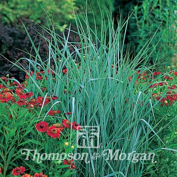 Panicum virgatum - seeds