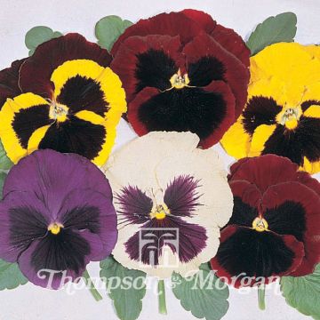 Viola x wittrockiana Majestic Giant Mixed - Pansy