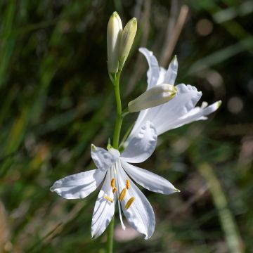 Paradisea liliastrum - St Bruno's lily