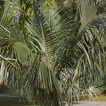 Parajubaea torallyi - Palm
