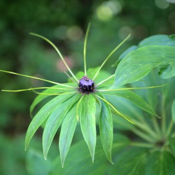 Paris polyphylla - Many-leaved Paris