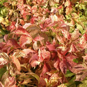 Parthenocissus quinquefolia Star Shower- Virginia Creeper