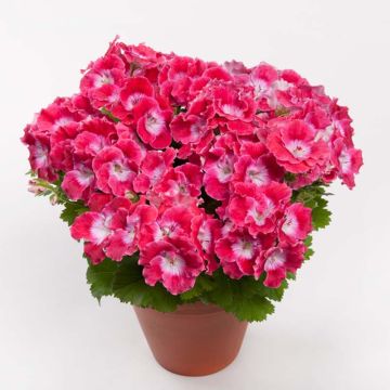 Pelargonium Bermuda Cherry - Regal Geranium