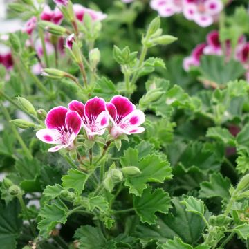 Pelargonium Mosquitaway Nova