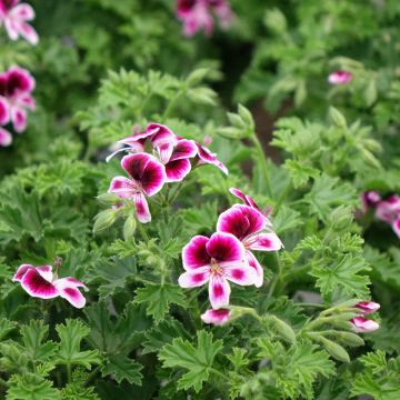 Pelargonium Mosquitaway Eva - Regal geranium