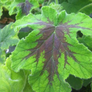 Pelargonium x tomentosum Chocolate