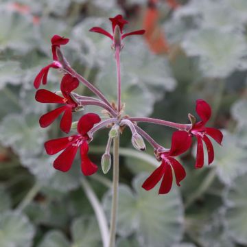 Pelargonium sidoides 