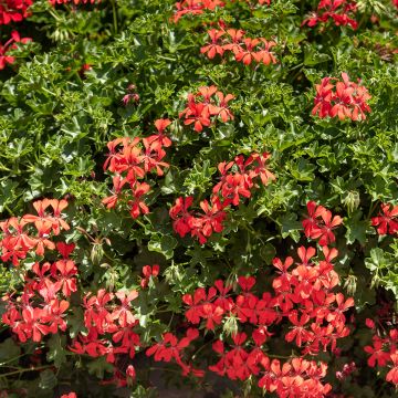Pelargonium Royal Single Orange - Ivy Geranium
