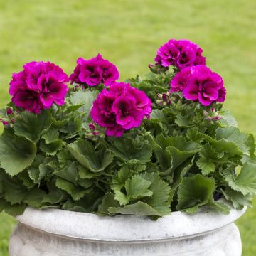 Pelargonium Burghi - Regal Geranium