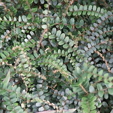 Pellaea rotundifolia Pellaea rotundifolia