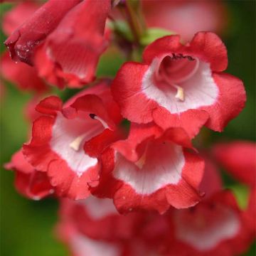 Penstemon hybrida Le Phare - Beardtongue