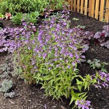 Penstemon Nova Twilight - Beardtongue 