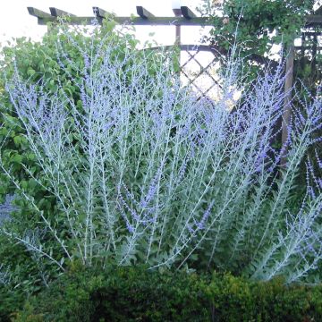 Salvia yangii Blue Haze - Sauge d'Afghanistan Blue Haze, Pérovskia hybride Blue Haze