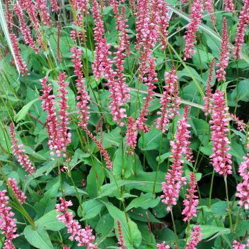 Renouée -  Persicaria amplexicaulis Orange Field