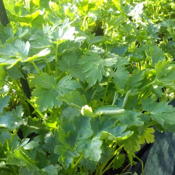 Géant d'Italie Parsley - Garden Parsley