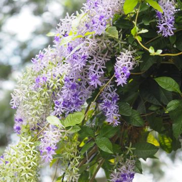 Petrea volubilis - Sandpaper vine Petrea volubilis - Sandpaper vine