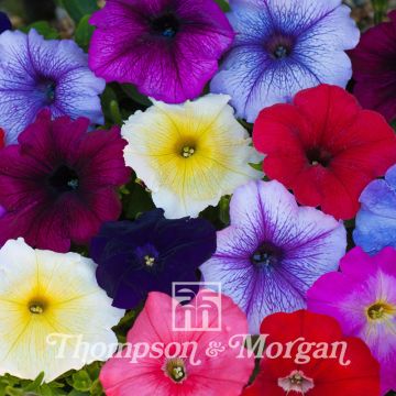 Petunia T&Ms Global Grandiflora F1 Hybrid Petunia T&Ms Global Grandiflora F1 Hybrid