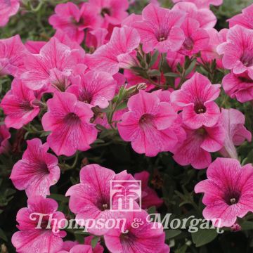 Petunia Rose Vein Velvet F1 Hybrid Petunia Rose Vein Velvet F1 Hybrid