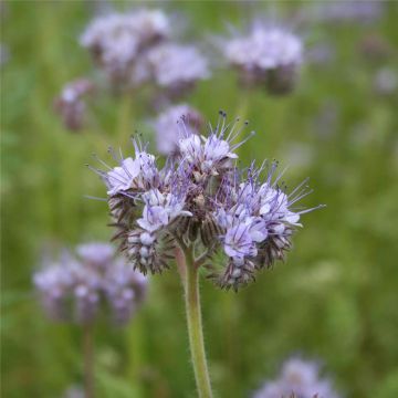 Phacelia Tanacetifolia 
