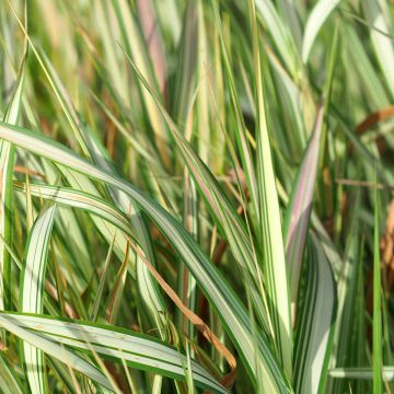 Phalaris arundinacea Strawberry and Cream