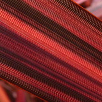Phormium  tenax Margaret Jones