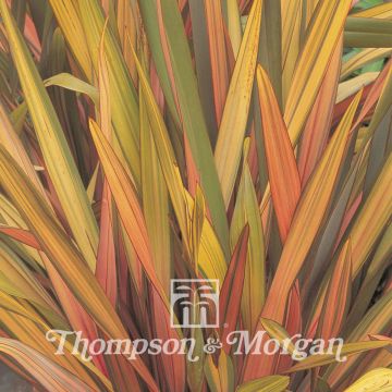 Phormium tenax Rainbow Striped Hybrids - seeds