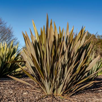 Phormium tenax Atropurpureum seeds - New Zealand flax